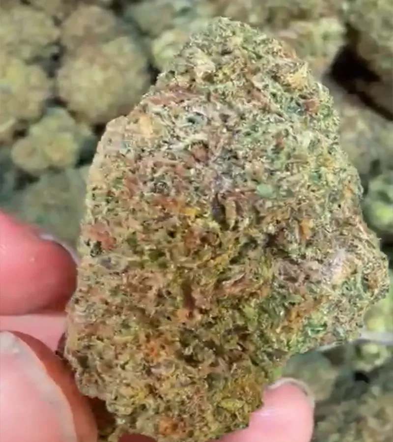 Jungle Cake